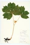 Wild-mandrake; May-apple; Mayapple specimen