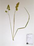 Orchard Grass specimen