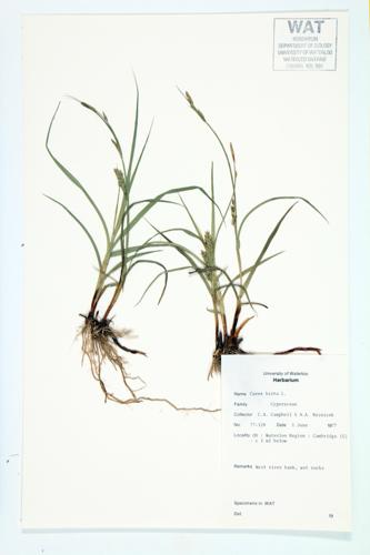 Hammer Sedge; Rough Sedge  specimen