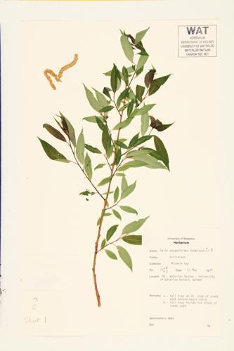 Peach-leaved Willow specimen