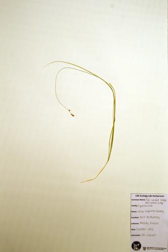 Two-Seeded Sedge; Soft-leaved Sedge specimen