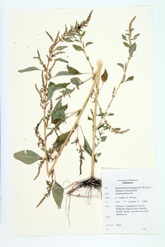 Palmer's Amaranth specimen