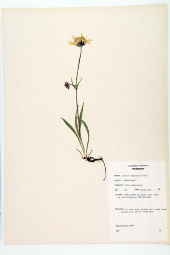 Arctic Arnica; Arctic Leopard's-bane  specimen