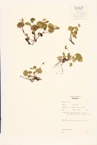 Violet specimen