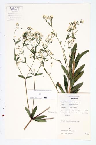 Flowering Spurge; Blooming Spurge specimen