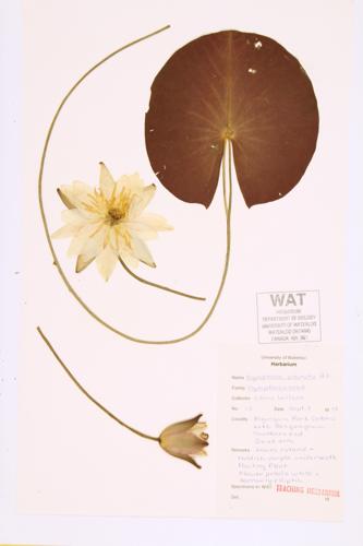 White Water-lily; Fragrant Water-lily specimen