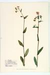 Robin's Plantain; Poor Robin Fleabane  specimen