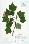 Mountain Maple specimen