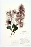 American Smoke Tree specimen