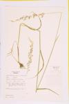 Tall Oatgrass; False Oat Grass specimen