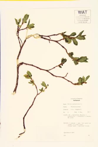 Eastern Leatherwood; Wicopy; Leatherwood  specimen