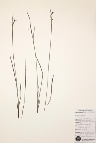 Blue-eyed Grasses specimen