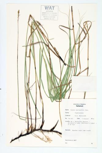 Sartwell's Sedge; Running Marsh Sedge  specimen