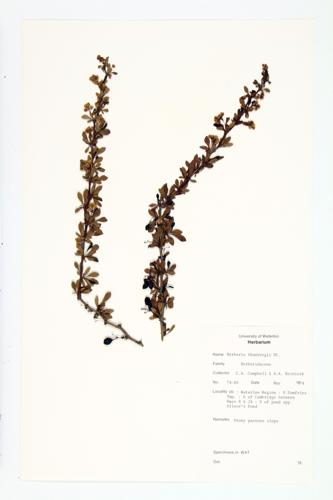 Japanese Barberry specimen