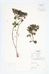 Sun Spurge; Wart Spurge  specimen