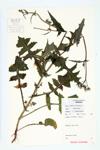 Common Sow-thistle; Annual Sow-thistle specimen