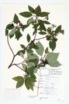 Red-osier Dogwood; Red-osier Cornel specimen