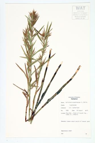 Reed-like Three-Way Sedge; Dulichium specimen