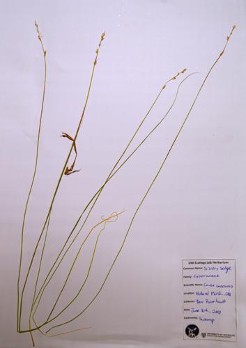 Silvery Sedge specimen