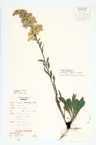 Gray Goldenrod; Wood Goldendrod specimen