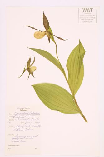 Large Yellow Lady's Slipper specimen