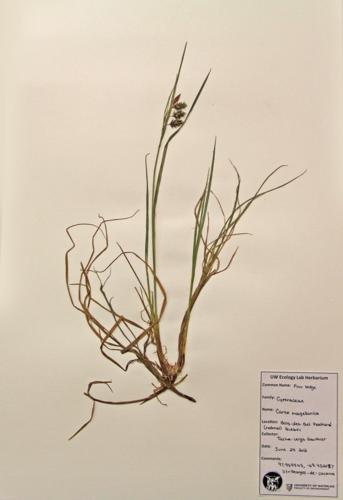 Poor Sedge specimen