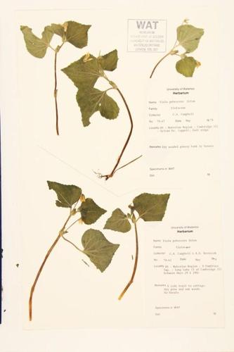 Downy Yellow Violet specimen