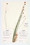 White Beaksedge; White Beaked-rush specimen