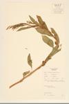 Curlytop Knotweed specimen