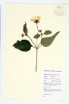 Smooth Oxeye; False Sunflower; Sweet Ox-eye specimen