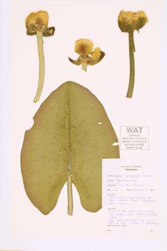 Variegated Pond-lily; Bullhead lily specimen