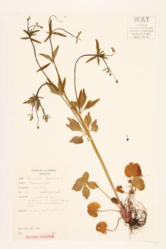 Kidney-leaf Buttercup; Small-flowered Buttercup; Littleleaf Buttercup specimen