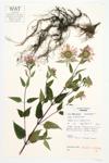 Wild Bergamot; Wild Horsemint specimen