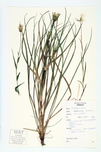 Goat's Beard; Doubtful Goat's-beard specimen