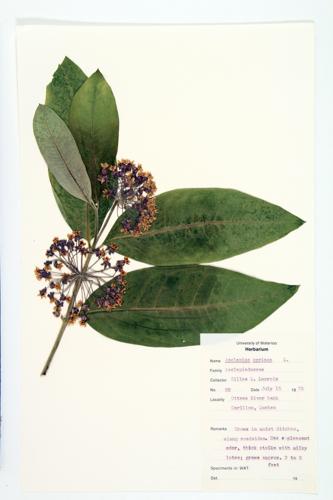 Common Milkweed specimen