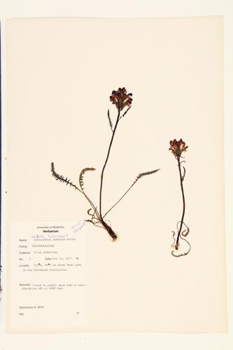 Sudetic Lousewort; Purple Rattle  specimen