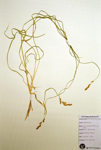 Fernald's Hay Sedge specimen