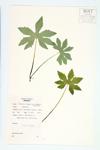 Arctic Sweet Coltsfoot; Sweet Petasites; Palmate-leaf Sweet-coltsfoot specimen