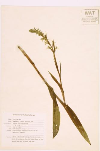 Ragged-fringed Orchid; Green-fringed Orchis specimen