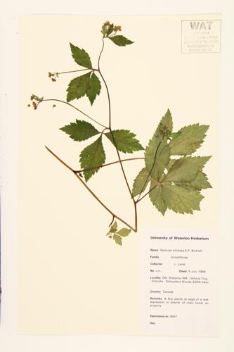 Largefruit Blacksnakeroot; Large-fruited Snakeroot  specimen