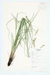 Silvery Oval Sedge; Silvery-flowered Sedge; Hay Sedge specimen