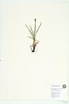 Rush-like Sedge; Scirpus-like Sedge; Northern Singlespike Sedge specimen