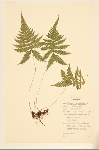 Long Beech Fern; Northern Beech Fern specimen