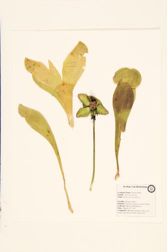 Northern Pitcher Plant specimen