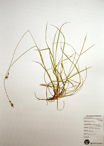 New England Sedge specimen