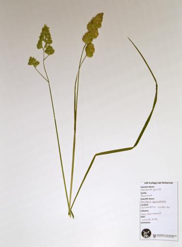 Orchard Grass specimen