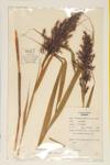 European Reed; Common Reed specimen