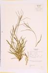 Smooth Crabgrass specimen