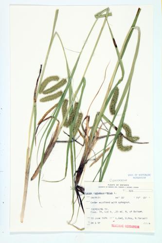 Cypress-like Sedge; False Bristly Sedge specimen