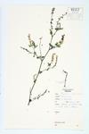 Tall Yellow Sweet Clover specimen